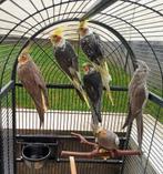 Très belles calopsitte de couleurs, Animaux & Accessoires, Oiseaux | Perruches & Perroquets, Plusieurs animaux, Perruche