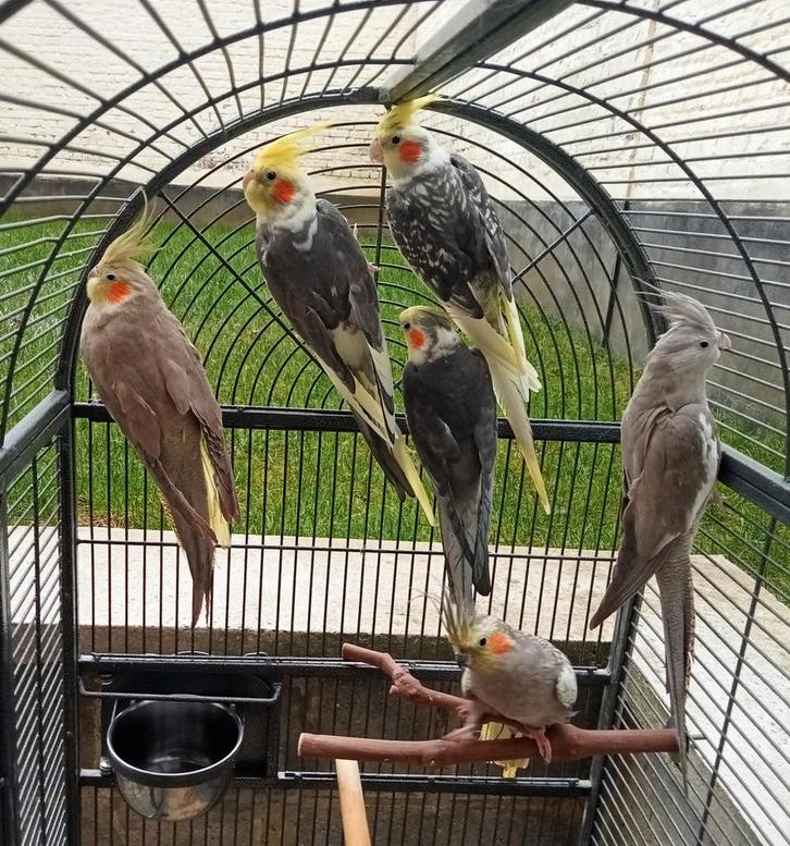 Très belles calopsitte de couleurs, Animaux & Accessoires, Oiseaux | Perruches & Perroquets, Perruche, Plusieurs animaux