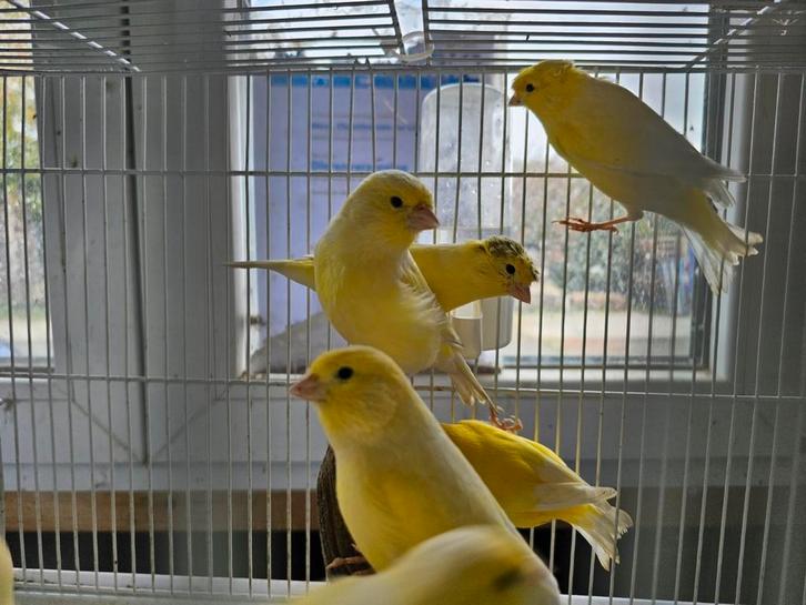Mooie Gele Kanaries - Winkel en Webshop, Dieren en Toebehoren, Vogels | Kanaries