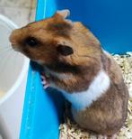 Syrische hamster vrouwtje 8 weken op 21.10.2025, Dieren en Toebehoren, Knaagdieren, Augustus, Vrouwelijk, Hamster