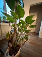 Alicasia kamerplant ‘olifantsoor’, Ophalen