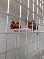 Lori van de blauwe bergen