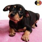 Pinscher chiots avec pedigree (belges), Commerçant, Belgique, 8 à 15 semaines, Plusieurs