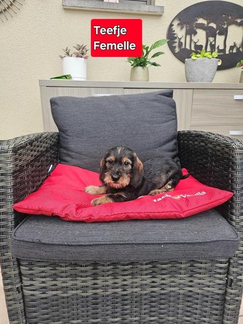 mooie ruwhaar teckel pup teefje, Dieren en Toebehoren, Honden | Teckels en Dashonden, Teef, Ruwhaar, Dwerg, Fokker | Professioneel