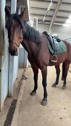 Verschillende paarden te koop, Dieren en Toebehoren, Ophalen of Verzenden