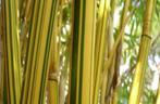 Bambusa Multiplex “ Alphonse Karr “, Tuin en Terras, Ophalen, Vaste plant, Halfschaduw