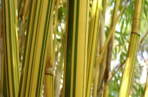 Bambusa Multiplex “ Alphonse Karr “, Tuin en Terras, Planten | Tuinplanten, Vaste plant, Halfschaduw, Ophalen