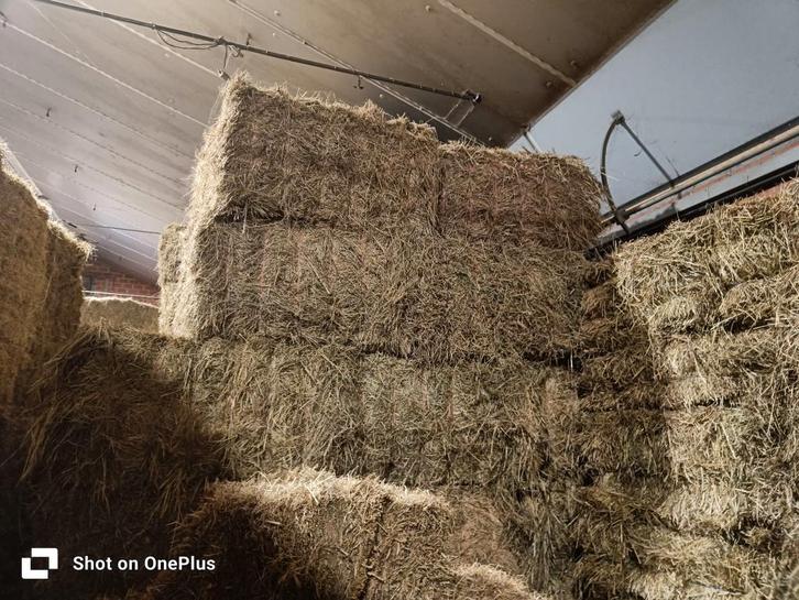 grote pakken hooi, Zakelijke goederen, Landbouw | Veevoer, Ophalen