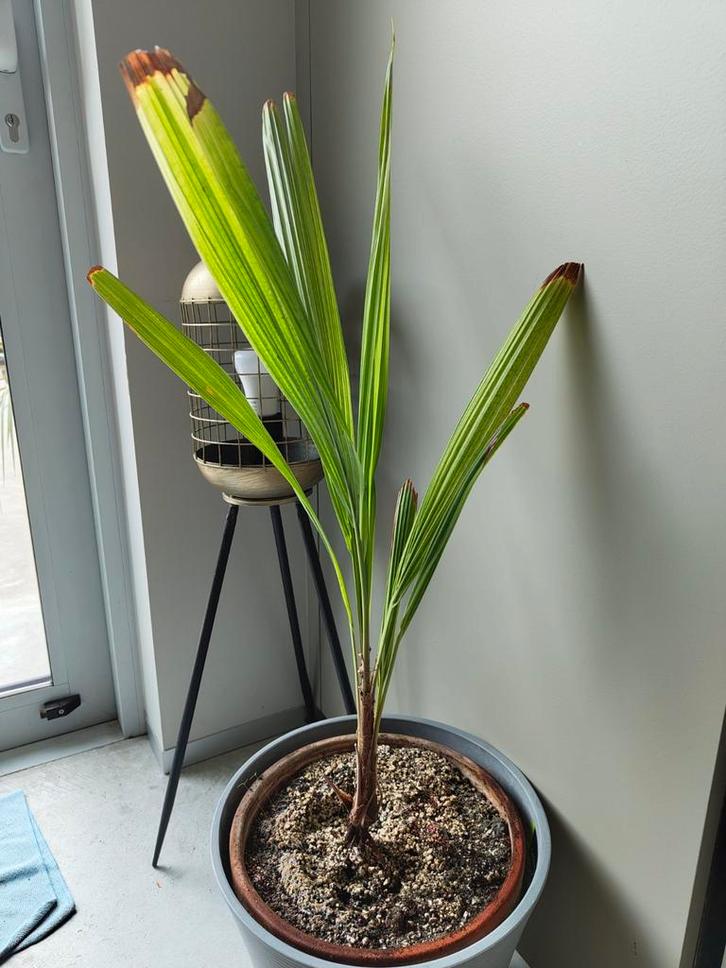 Palmboom, Beccariophoenix alfredii Palmboom, Huis en Inrichting, Kamerplanten, Palm, Ophalen of Verzenden