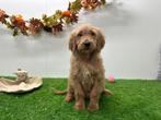 Goldendoodle pups, België, 8 tot 15 weken, CDV (hondenziekte), Groot