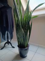 Sanseveria - bloempot inbegrepen, Enlèvement, En pot