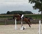 Betrouwbare allround merrie (2012), ideaal voor beginner, Merrie, Springpaard, Gechipt, L
