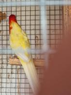 Rosella pop 24, Dieren en Toebehoren, Vrouwelijk, Parkiet, Geringd