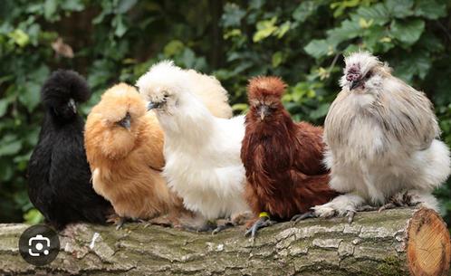 Handtame gezonde kuikens kippen en eenden, Dieren en Toebehoren, Pluimvee, Eend