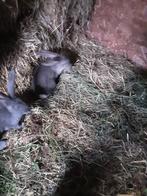 Duitse reuzen tien weken oud, Dieren en Toebehoren