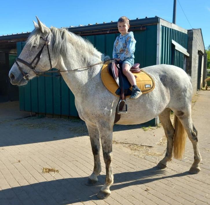Halve pre merrie, Dieren en Toebehoren, Paarden, Merrie, 160 tot 165 cm, 7 tot 10 jaar, Recreatiepaard, Gechipt, Ontwormd, Ingeënt