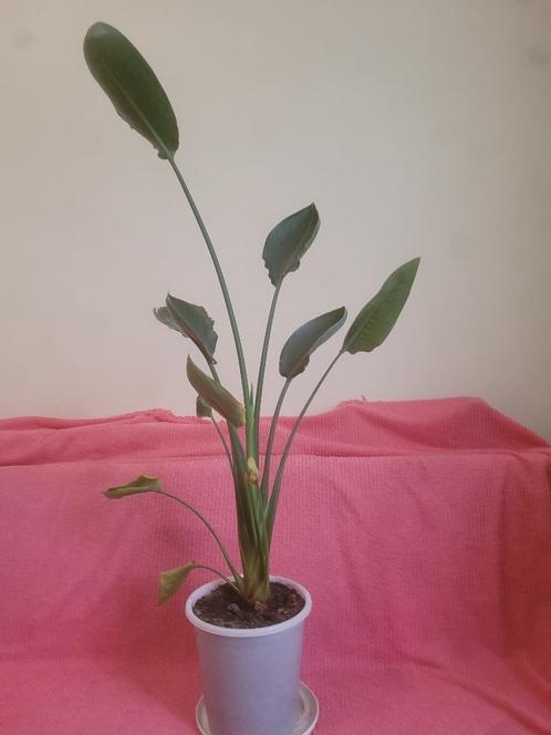 Strelitzia, Huis en Inrichting, Kamerplanten, Overige soorten, 100 tot 150 cm, Bloeiende kamerplant, Halfschaduw, In pot, Ophalen