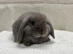 Hangoor ram blue, Dieren en Toebehoren, Konijnen, Mannelijk, Dwerg, Hangoor, 0 tot 2 jaar