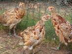 Jonge bosfzanten, Meerdere dieren, Overige soorten