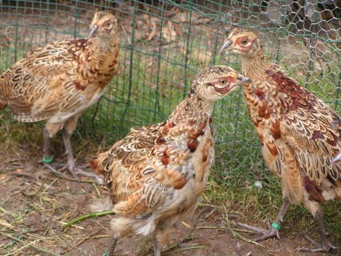 Jonge bosfzanten, Dieren en Toebehoren, Pluimvee, Overige soorten, Meerdere dieren