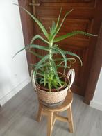 Aloe vera, Tuin en Terras, Bloembakken en Plantenbakken, Ophalen