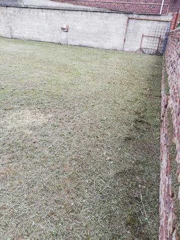 Ik ben op zoek naar pauwen  beschikbaar voor biedingen