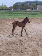 Hengst veulen, Dieren en Toebehoren, Paarden, Hengst, Niet van toepassing, 0 tot 2 jaar