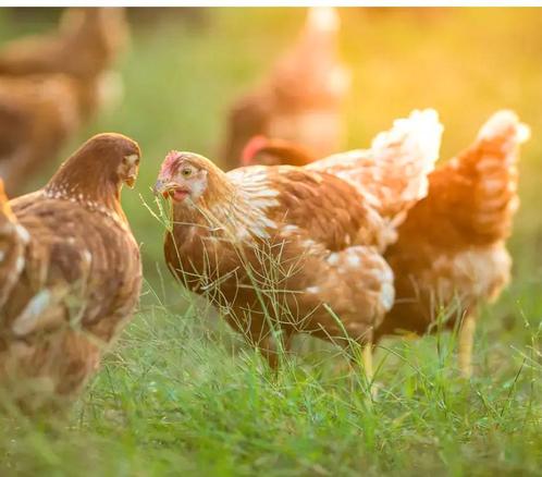 jonge legkippen in allerlei kleuren, Dieren en Toebehoren, Pluimvee