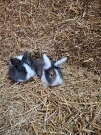 2 dwergkonijntjes te koop, Dieren en Toebehoren, Meerdere dieren, Dwerg, 0 tot 2 jaar
