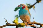 Mooi koppeltje blauwfazanten, Dieren en Toebehoren, Vogels | Overige Vogels, Meerdere dieren, Tropenvogel