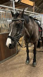 Hoofdstel PresTeq FaySport Glitter, Ophalen of Verzenden, Zo goed als nieuw