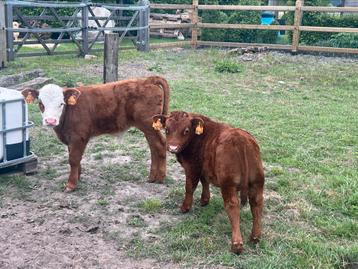 Hereford stiertjes, Dieren en Toebehoren, Runderen, Mannelijk, 0 tot 2 jaar