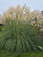 Pampas, Tuin en Terras, Planten | Tuinplanten, Ophalen