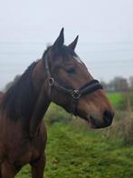 Brave speelse ruin, Dieren en Toebehoren, Ruin, M, Gechipt