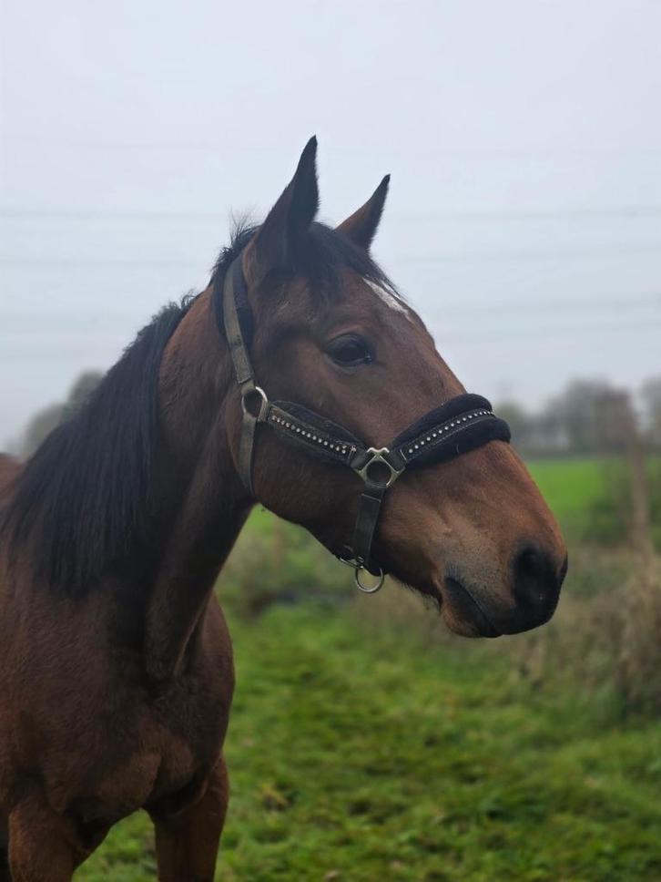 Brave speelse ruin, Dieren en Toebehoren, Pony's, Ruin, M, Met stamboom, Gechipt, Ontwormd, Ingeënt