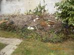 Gratis Brandhout, Ophalen, Takken