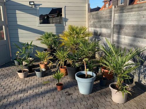 Tropische planten, Tuin en Terras, Planten | Tuinplanten, Vaste plant, Overige soorten, Ophalen