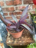 Tradescantia pallida, Tuin en Terras, Ophalen