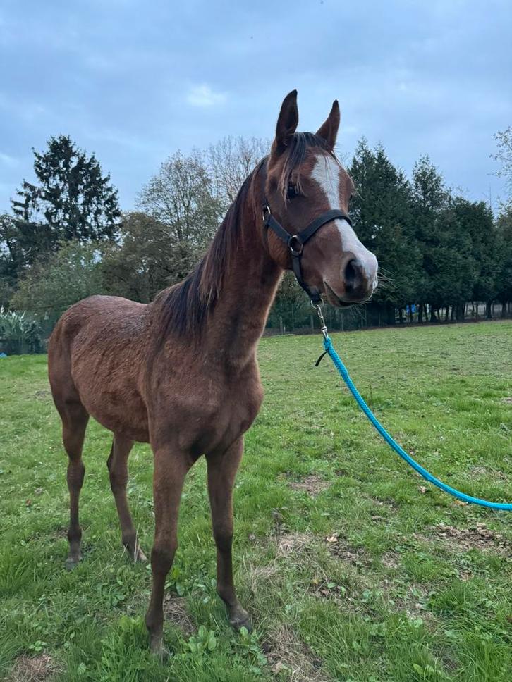 Arabische hengst, Dieren en Toebehoren, Paarden