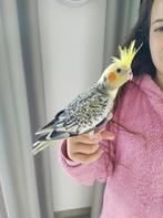 Jonge tamme valkparkiet, Dieren en Toebehoren, Tam