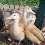 roodschoudertaling blond @ paradijshof, Dieren en Toebehoren, Mannelijk, Eend