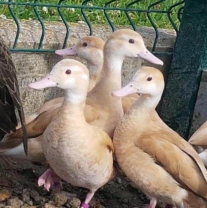 roodschoudertaling blond @ paradijshof, Dieren en Toebehoren, Pluimvee, Eend, Mannelijk