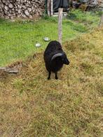 Ouessant ram