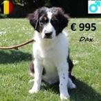 Duke, Draco & Dax – Lieve Australische Herder te koop, Dieren en Toebehoren, België, 15 weken tot 1 jaar, CDV (hondenziekte), Meerdere