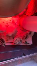 Zijdehoen usa 1 dags, Dieren en Toebehoren, Pluimvee