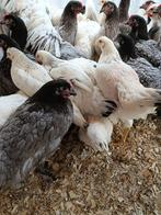 bleu de landes / sussex +- 2kg ideaal voor leg / vlees, Dieren en Toebehoren, Pluimvee, Vrouwelijk, Kip