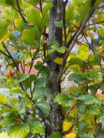 Zuilbeuk 5m hoog stammmaat 18cm GRATIS, Tuin en Terras, Planten | Bomen, Ophalen, Zuilboom, 400 cm of meer