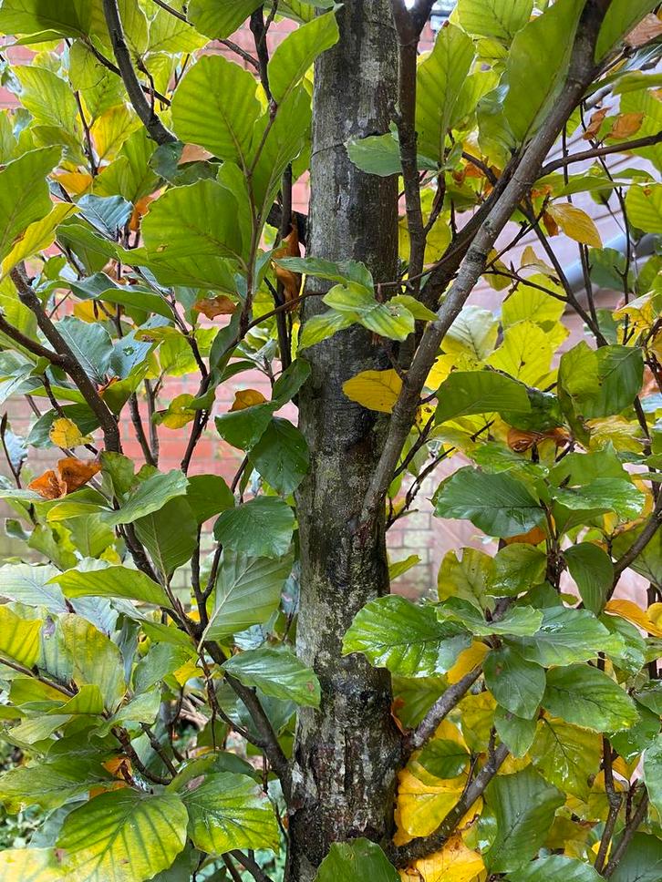 Zuilbeuk 5m hoog stammmaat 18cm GRATIS, Tuin en Terras, Planten | Bomen, Zuilboom, 400 cm of meer, Ophalen