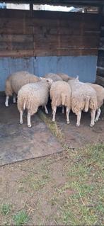 4 jonge ooien texel - swifter