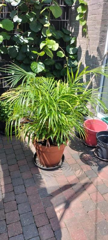 Dypsis plant  beschikbaar voor biedingen